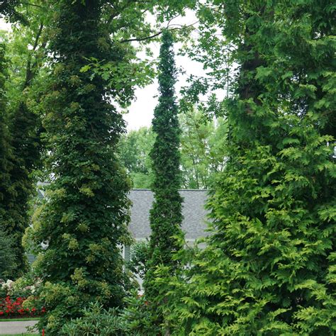 Arborvitae | Shrubs & Trees | Great Garden Plants