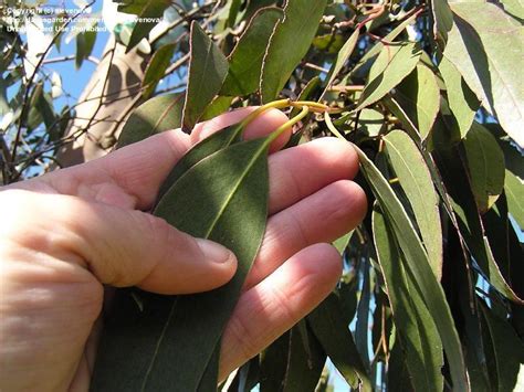 PlantFiles Pictures Eucalyptus Species Alpine Yellow Gum Tasmanian