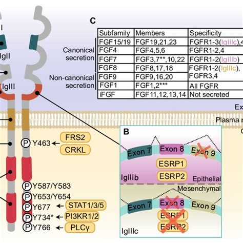 Fibroblast Growth Factor Receptor Fgfr Structure Activation And