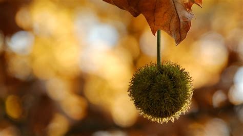 Foliage Sycamore Tree Autumn - Free photo on Pixabay