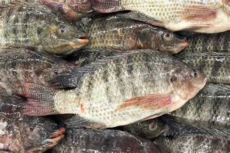 Fresh Tilapia 1kg Fisherscart Seafood Store