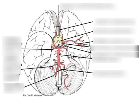 Cranial Arteries Diagram Quizlet