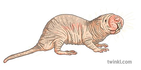 nackte Maulwurf Ratte Tier Nagetier Säugetier Afrika ks2