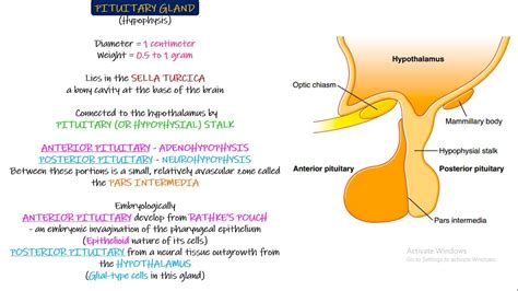 Pituitary Gland Physiological Anatomy Chapter 76 Part 1 Guyton And