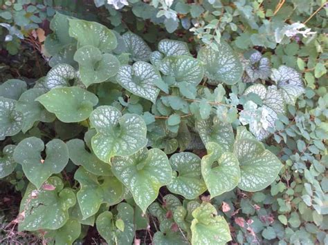 27 Easy Ground Covers For Clay Soil Sorted Choices Food Forest Living