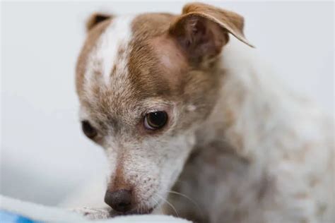 Chihuahua Mix With Italian Greyhound Discover The Perfect Pet The