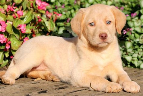 Rosie Labrador Retriever Yellow Puppy For Sale Keystone Puppies