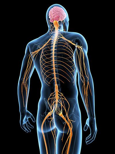 Nervensystem Aufbau Funktion Krankheiten Medlexi De