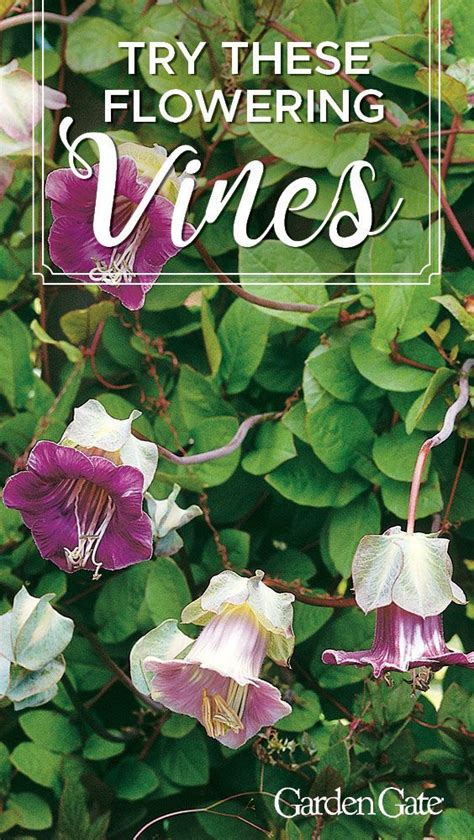 19 Best Flowering Vines For Shade Flowering Vines Part Shade Flowers Climbing Flowering