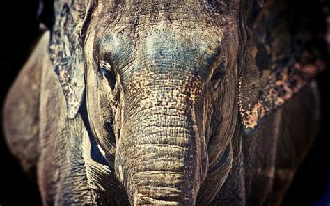 Fondos De Pantalla Elefante De Cerca Cara El Maletero Orejas