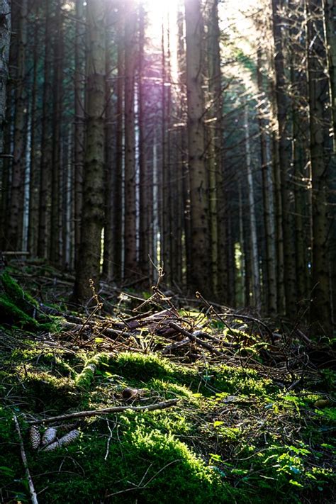 Forest Backlighting Dark Free Photo On Pixabay Pixabay