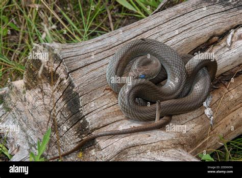 The blue racer (Coluber constrictor foxii) a harmless colubrid snake ...