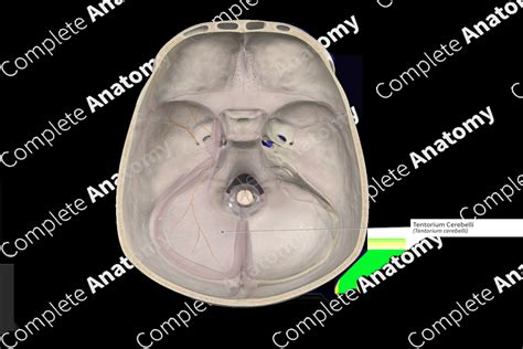 Tentorium Cerebelli | Complete Anatomy