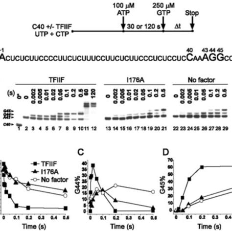 Elongation Defect Of An 1 Mutation I176a A Running Start Two Bond