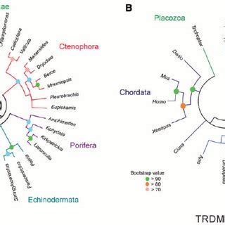 Genealogical Relationships Of Dnmts A Phylogenetic Analysis Of