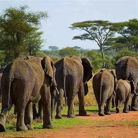 Kenya Magical Wildlife & Beach Holiday – Thiam Travels