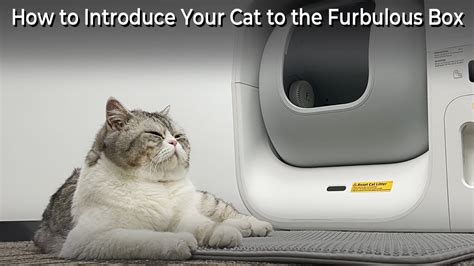 Furbuloushow To Series How To Introduce Your Cat To The Furbulous Box