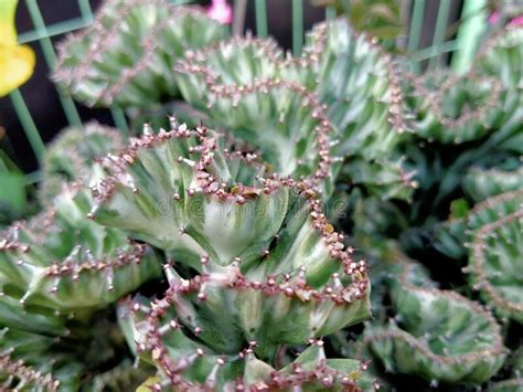 Hermosos Cactus De Coral Con Espinas Agudas Imagen De Archivo Imagen