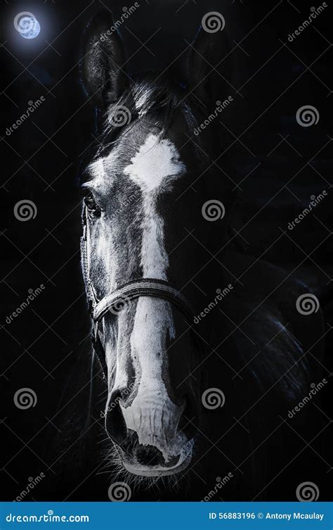 Horse Staring Sinister Stock Photo Image Of Natural 56883196