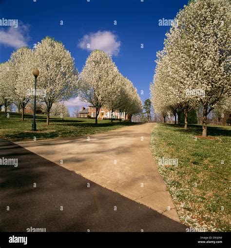 Country road passing by treelined Stock Photo - Alamy