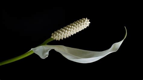 How To Grow And Care For Peace Lily Plants Complete Guide