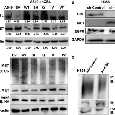 Ubiquitination And Expression Analysis Of Various Cbl Mutants A A549 Download Scientific