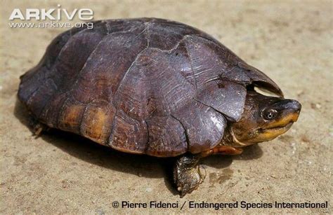 Philippine forest turtle ~ Everything You Need to Know with Photos | Videos