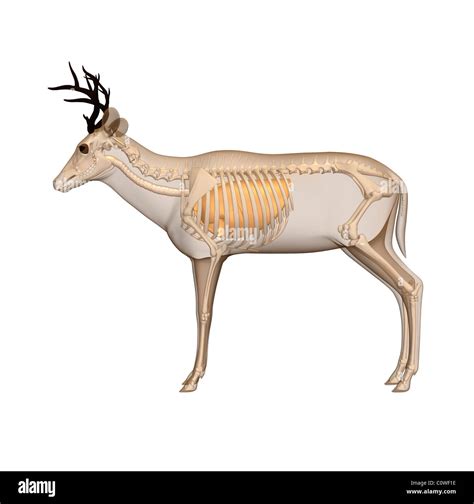 Deer Anatomy Respiratory Lungs Transparent Body Stock Photo Alamy