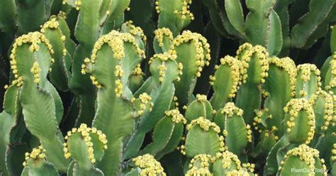 How To Grow And Care For Euphorbia Resinifera Resin Spurge