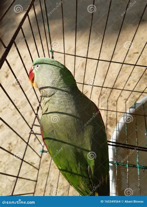 Parrot Bird Inside The House Stock Photo Image Of Tree Forest