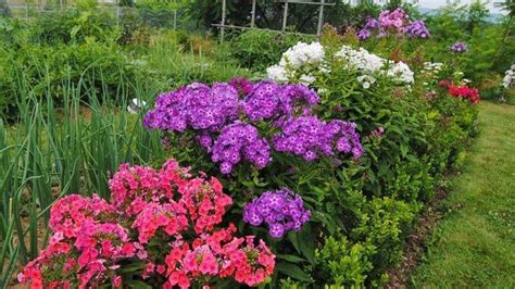 Подкормка флоксов осенью, удобрения для флоксов