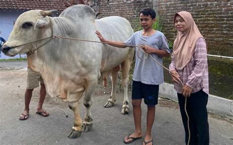 Abimanyu Sapi Kurban Pilihan Jokowi Dari Sleman Milik Anak Yatim