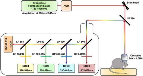 Schematic representation of the two-photon microscopy setup. The ...