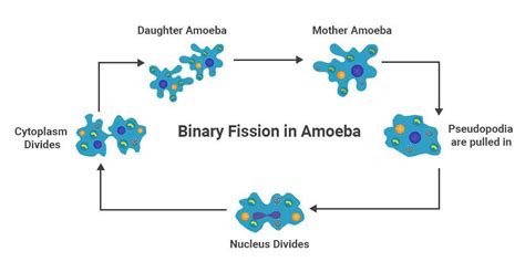 Reproduction In Bacteria Sexual Or Asexual Geeksforgeeks