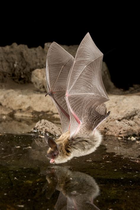 Myotis evotis - Bat Conservation International