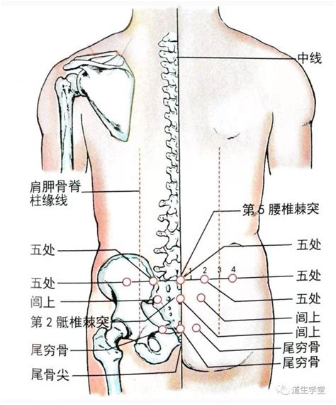 尾闾骨的准确位置图作用尾闾的准确位置图大山谷图库