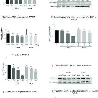 Y And Y Treatments Decrease Proliferation In Human Twnt