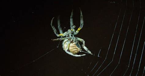 Orb Weavers Spider In My Garden Album On Imgur