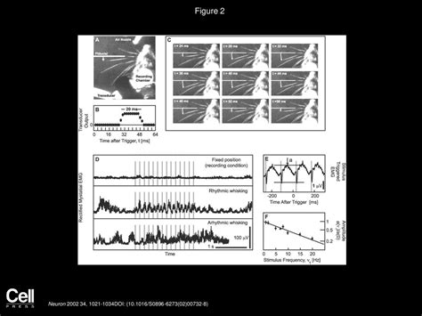 Adaptive Filtering of Vibrissa Input in Motor Cortex of Rat - ppt download