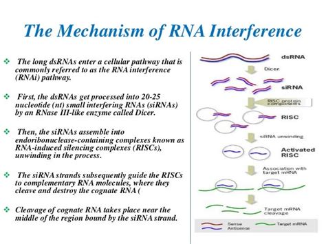 RNA Interference (RNAi) and RNA Induced Gene Silencing