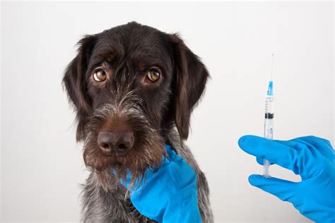 GTHS will host its first-ever rabies vaccine clinic - Collingwood News