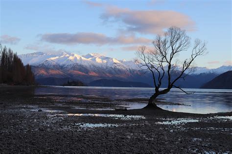 Wanaka Tree Mountain - Free photo on Pixabay - Pixabay