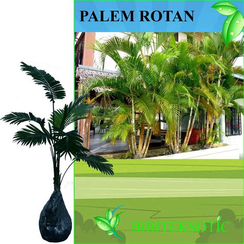 Jual Tanaman Palem Rotan Tinggi 25 35 Cm Indonesia Shopee Indonesia