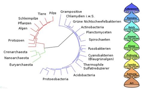 Evolution Karteikarten Quizlet