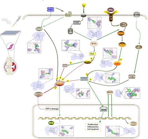 Berberine Inhibits Ra Fls Cell Proliferation And Adhesion By Regulating