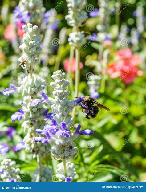 Honey Bee On Flower In The Spring Meadow Seasonal Natural Scene Stock