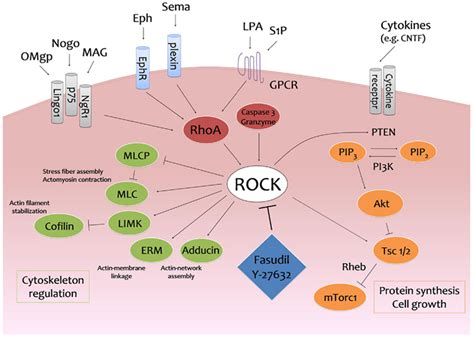 Frontiers Rocking Regeneration Rho Kinase Inhibition As Molecular