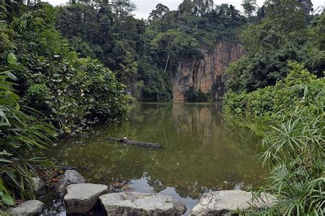 5 Things About Bukit Timah Nature Reserve The Straits Times