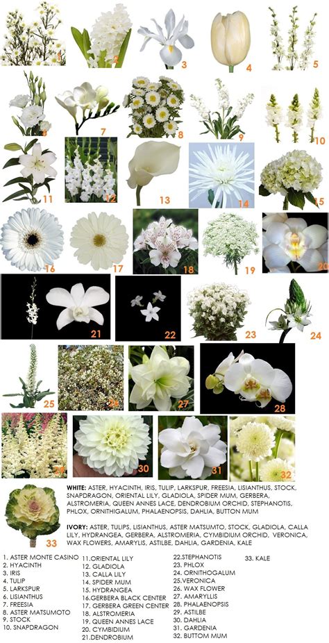 White Flowers Names With Images