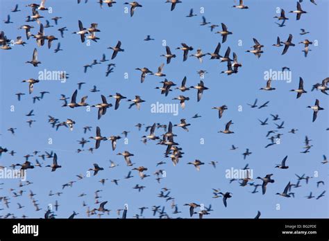 Flock Of Northern Pintail Ducks Anas Acuta In Flight California